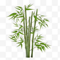 和叶图片_绿色天然热带植物背景，竹茎和竹