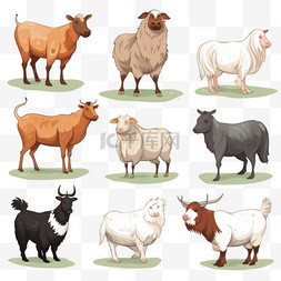 绵羊动物图片_农场动物收藏插图画风
