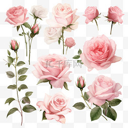 水培盆栽花卉图片_粉红玫瑰矢量系列