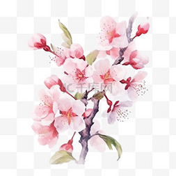粉色樱花婚礼图片_春天的象征水彩画白色背景上的樱
