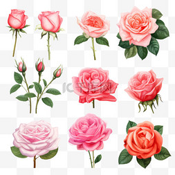 粉红玫瑰矢量系列