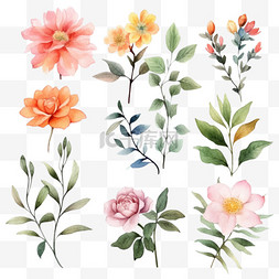 手绘花和花图片_一套水彩花和树叶。用水彩绘制的