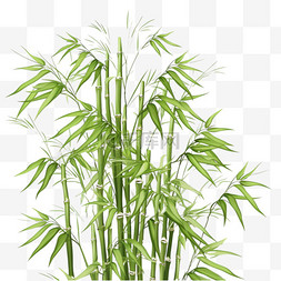 竹子写实图片_绿色天然热带植物背景，竹茎和竹