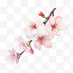 日本樱花背景图片_春天的象征水彩画白色背景上的樱