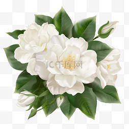 植物生态园图片_白色的栀子花
