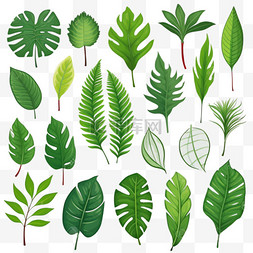 热带树叶图片_手绘热带树叶系列