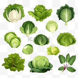 蔬菜沙拉psd图片_沙拉和卷心菜种类套装