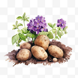 手绘土豆图片_水彩紫色鲜花土豆带土免扣元素