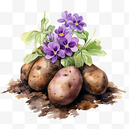 水彩紫色鲜花土豆免扣元素