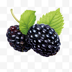 桑葚黑色水果写实元素装饰图案