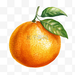水彩橙子免扣元素