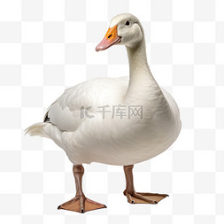 鸭动物摄影图元素鸭子