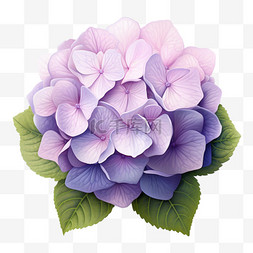 淡紫色绣球花一簇写实元素装饰图