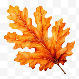水彩秋天橙色橡树叶子免扣元素