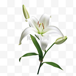 白色百合花带花苞写实元素装饰图