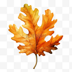 水彩秋天橙色橡树叶子免扣元素