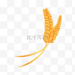 秋季弥散成熟稻穗秋天麦子小麦稻