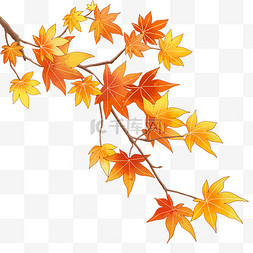 秋天秋季枫树树叶秋季黄色树叶