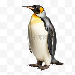 qq红企鹅图片_企鹅动物摄影图元素