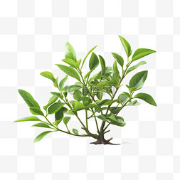 茶叶植物写实AI元素立体免扣图案