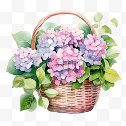春姑娘的花篮图片_水彩粉色紫色绣球花花篮免扣元素