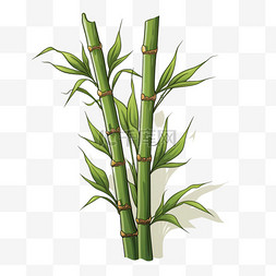 扁平竹子竹叶植物绿色清新绿植淡