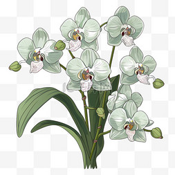 白色花朵扁平植物绿色清新绿植
