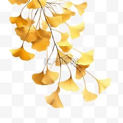 秋季枯萎的银杏枝叶节气装饰