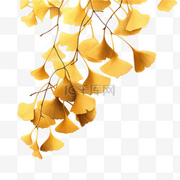 银杏图片_秋季节气枯萎的银杏枝叶装饰