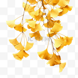枝叶图片_秋季节气枯萎的银杏枝叶