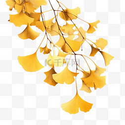 秋季枯萎的银杏枝叶深秋