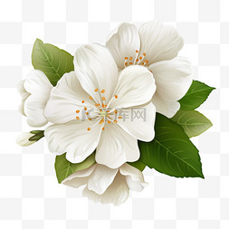 蓝色花朵花朵图片_盛开的白色花朵花朵背景