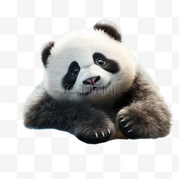 可爱熊猫萌宠动物治愈国宝卡通