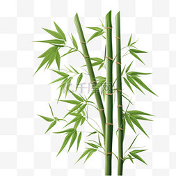 矢量竹子竹叶绿色植物2