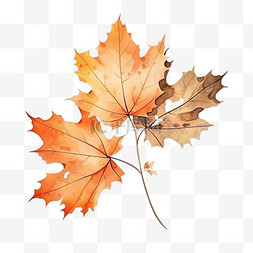 秋天的落叶手绘图片_秋天落叶手绘红色元素