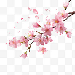 春天樱花花朵树枝粉色花朵3