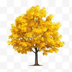 叶片叶片图片_秋季一颗金色叶片的枫树