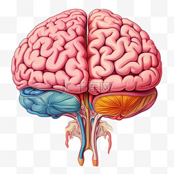 大脑图片_大脑模型人类器官手绘免扣装饰素