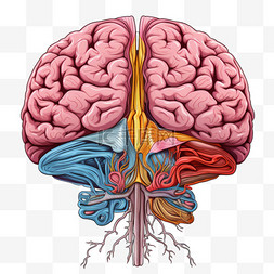大脑图片_大脑人类血管动脉器官手绘免扣装