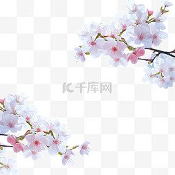 樱花花瓣图片_春季促销，樱花以蓝色波克为背景