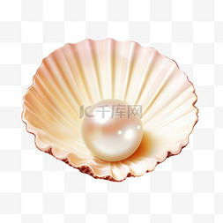 贝壳图片_打开贝壳的珍贵珍珠
