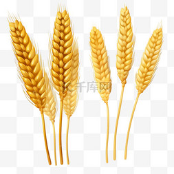 小麦麦穗丰收金色麦子1