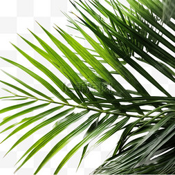 绿色植物纹理图片_绿色植物椰子树叶热带植物7