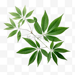 数字图片_植物叶子装饰绿色1