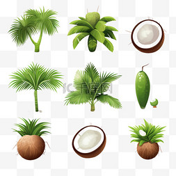 热带森林的植物逼真的一组椰子棕