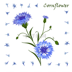 矢车菊花瓣图片_Hand-drawn bouquet of beautiful blue cornflow