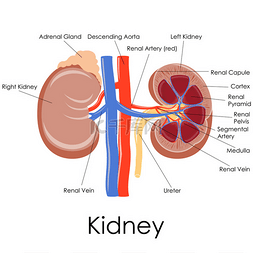 sistema图片_人体肾脏解剖