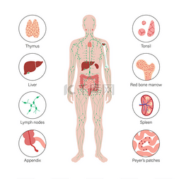 斑块图片_淋巴系统概念