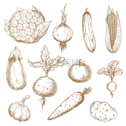 Fresh vegetables hand drawn sketches