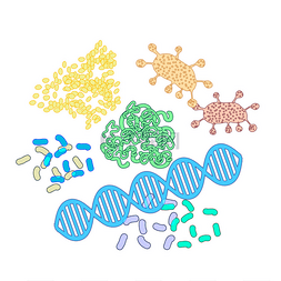 螳螂结构图片_蛋白质分子的结构